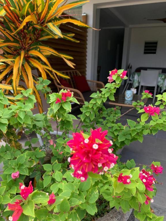 Le Tropical Appartement 1 Ou 2 Chambres Les Anses-d'Arlet Extérieur photo